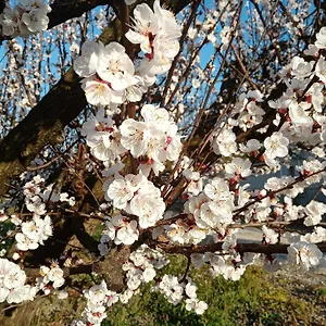 Les Abricots Tarascon